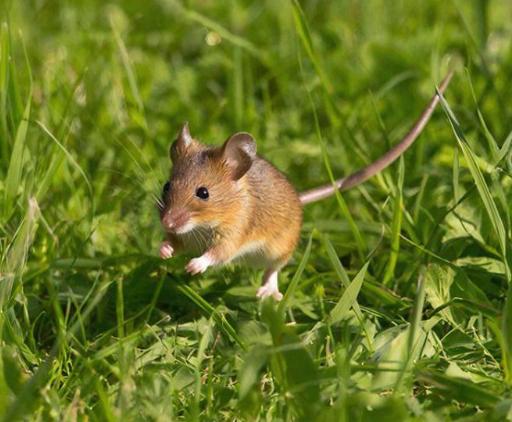 Случай заболевания геморрагической лихорадкой зафиксировали в Жердевском округе